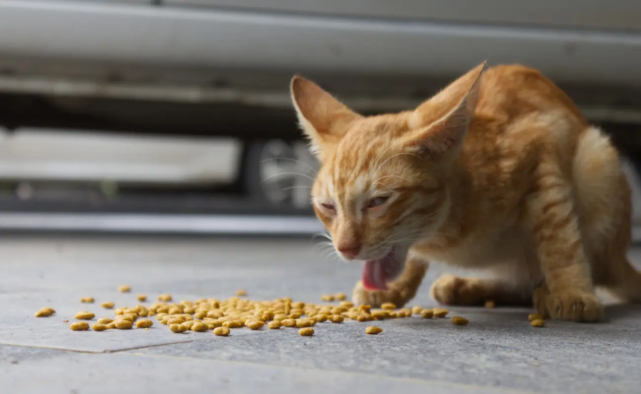 A cat pawing at its food bowl, attempting to bury its food.