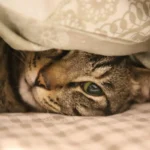 How Much Dry Food Should a Cat Eat a Day?