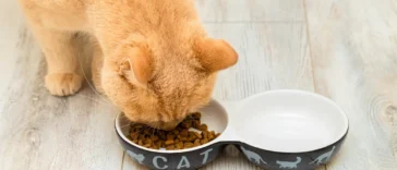 best wet cat food for kittens – nutritious and delicious