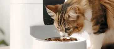 Automatic wet food cat feeder keeping meals fresh and scheduled for a happy feline