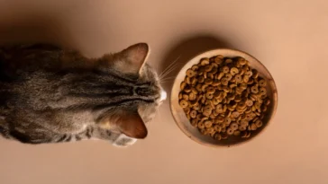 How often should cats eat wet food