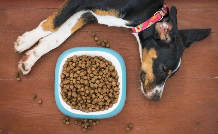 Best Homemade Dog Food Recipes with fresh ingredients