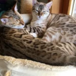 Top 10 Best Cat Breeds for Kids and Families (2025 Guide)