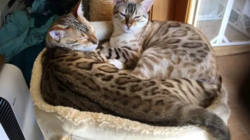 Top 10 Best Cat Breeds for Kids and Families (2025 Guide)