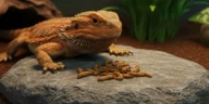 can bearded dragons eat beetles​