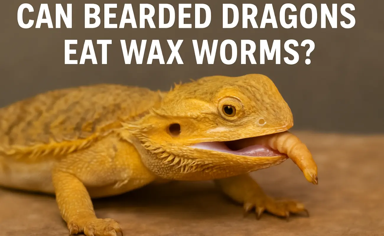 A close-up of a bearded dragon eating a wax worm, illustrating the occasional use of wax worms as a treat for bearded dragons.