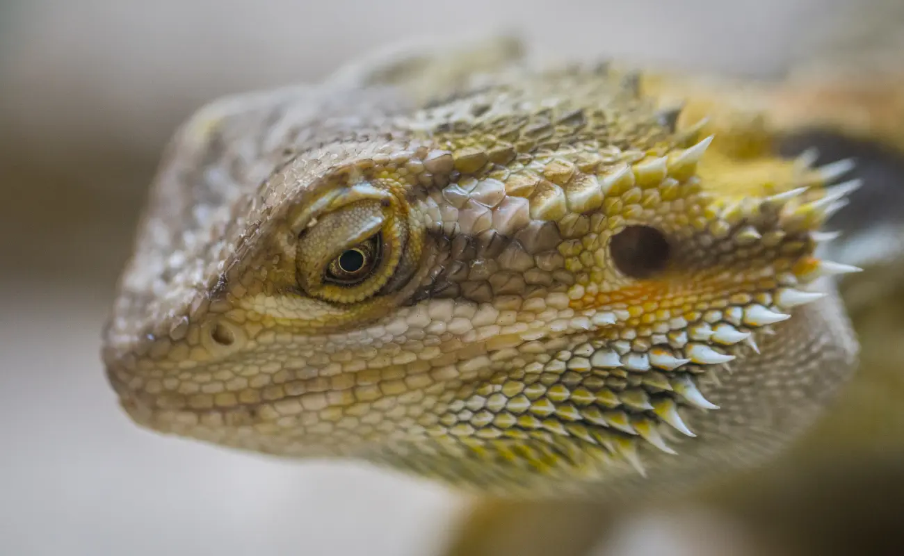 can bearded dragons eat wax worms​