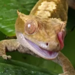 Lilly White crested gecko licking its lips on lush green leaf