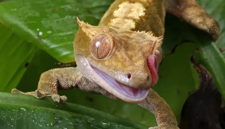 Lilly White crested gecko licking its lips on lush green leaf