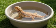 What Temperature Should I Bathe My Bearded Dragon In?