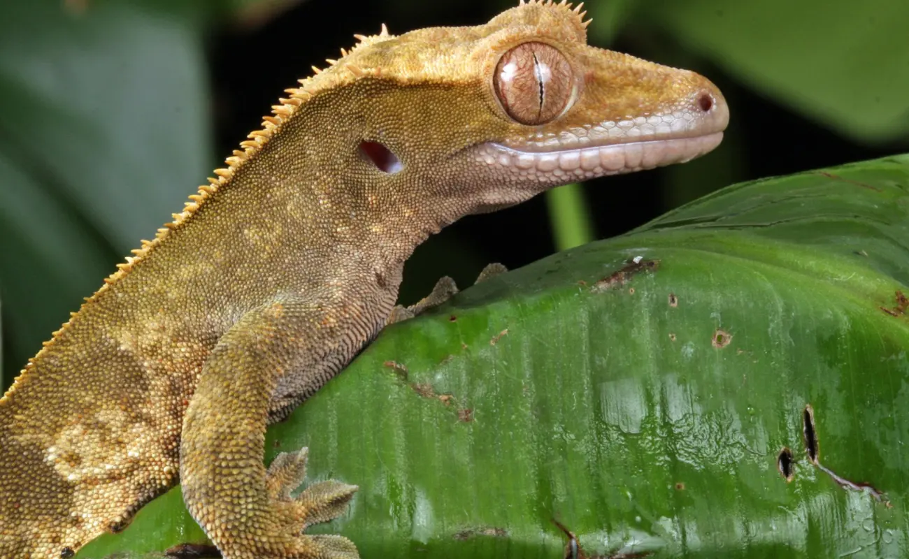 How to care for Lilly White Crested Gecko