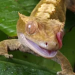 Lilly White Crested Gecko