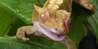 Lilly White Crested Gecko