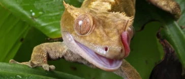 Lilly White Crested Gecko