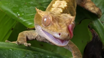 Lilly White Crested Gecko