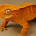 Orange Crested Gecko