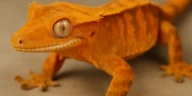 Orange Crested Gecko