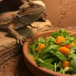 Can Bearded Dragons Have Arugula?