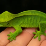 Crested Gecko Green