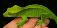 Crested Gecko Green