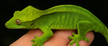 Crested Gecko Green