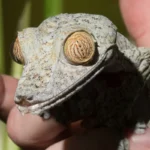 How Often to Feed Crested Gecko: Everything You Need to Know for a Healthy Gecko