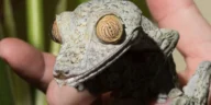 How Often to Feed Crested Gecko: Everything You Need to Know for a Healthy Gecko