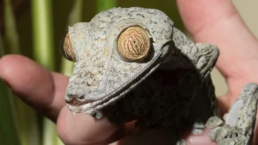 How Often to Feed Crested Gecko: Everything You Need to Know for a Healthy Gecko