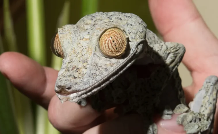 How Often to Feed Crested Gecko: Everything You Need to Know for a Healthy Gecko