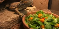 Can Bearded Dragons Have Arugula?