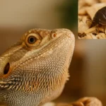 Can Bearded Dragons Eat Rolly Pollies?