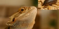 Can Bearded Dragons Eat Rolly Pollies?