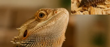 Can Bearded Dragons Eat Rolly Pollies?
