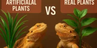 Are Artificial Plants Better for Bearded Dragons or Real? Comparison of live and artificial plants for bearded dragons