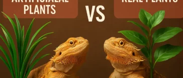 Are Artificial Plants Better for Bearded Dragons or Real? Comparison of live and artificial plants for bearded dragons