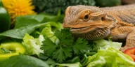 A healthy bearded dragon eating a fresh salad with parsley, kale, bell peppers, and other vegetables in a bright, natural setting.