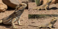 Side-by-side comparison of male and female bearded dragons highlighting their size, behavior, and physical traits, such as the darker beard of the male and the smaller, more docile nature of the female.