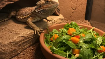 Can Bearded Dragons Have Arugula?