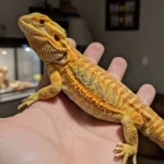 tiger citrus bearded dragon​