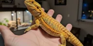 tiger citrus bearded dragon​