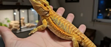 tiger citrus bearded dragon​