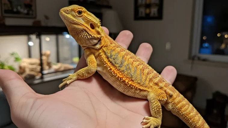 tiger citrus bearded dragon​