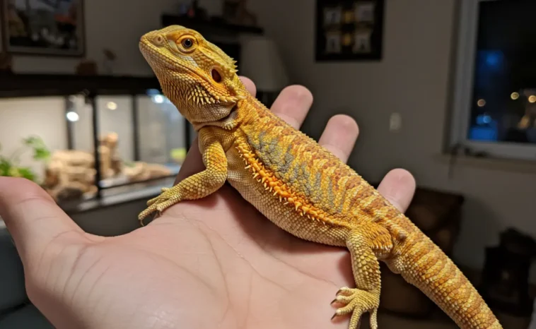 tiger citrus bearded dragon​