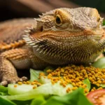 Bee pollen for bearded dragons