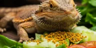 Bee pollen for bearded dragons