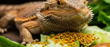 Bee pollen for bearded dragons