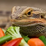 Can Bearded Dragons Eat Asparagus? The Answer Isn’t So Simple