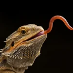 Can a Bearded Dragon Eat Earthworms? A Great Choice!