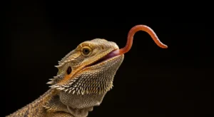 Can a Bearded Dragon Eat Earthworms? A Great Choice!