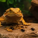 Can Bearded Dragons Eat Beetles? Expert Advice
